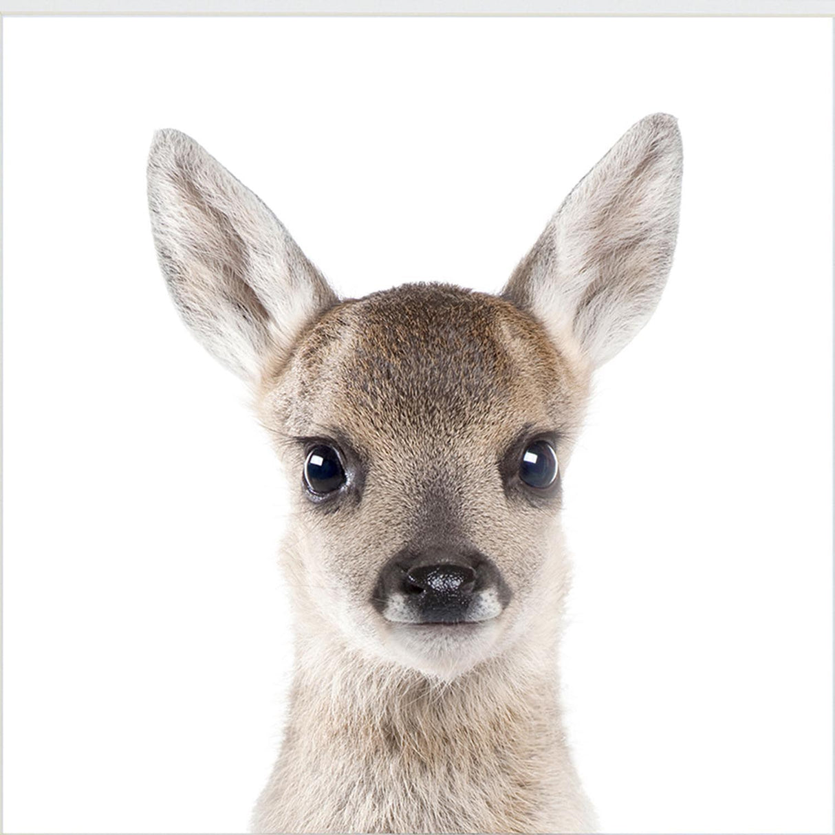 Swatch of the Kids Deer Face Wall Art