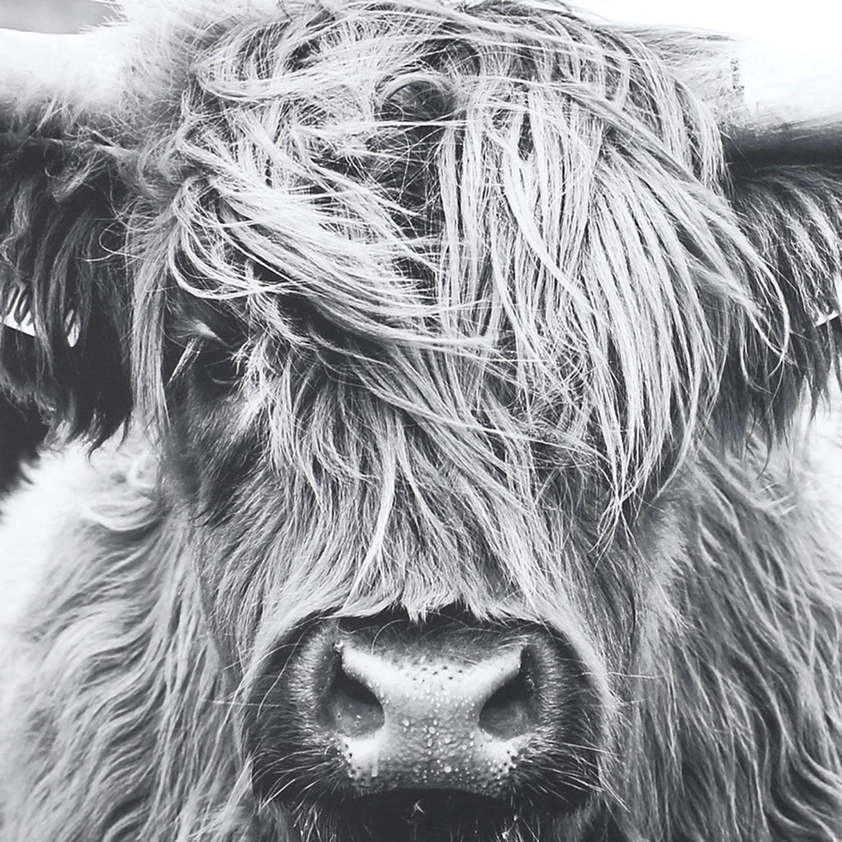 Swatch of the Staring Gaze Bull Wall Art