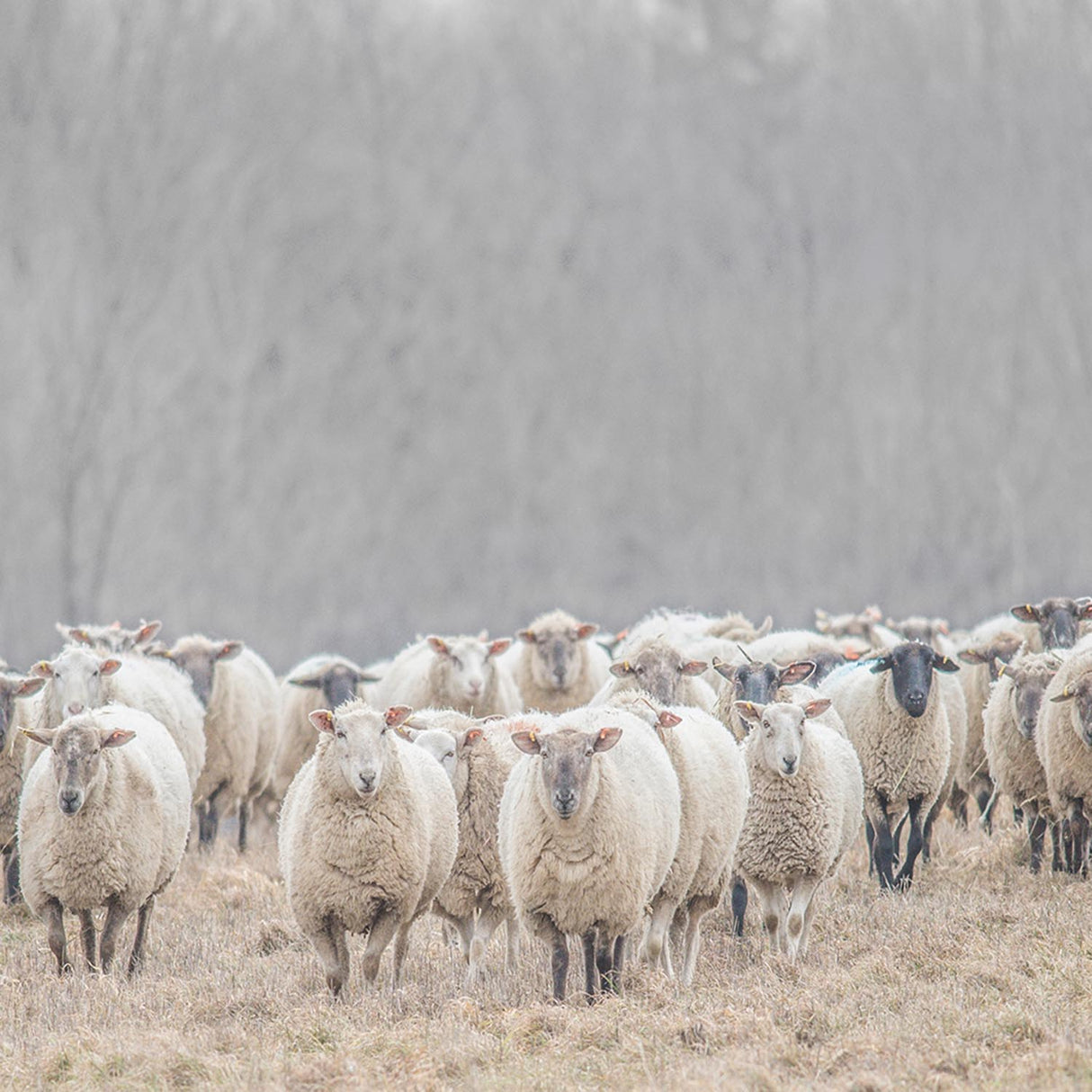 Swatch of the Lambs Wall Art