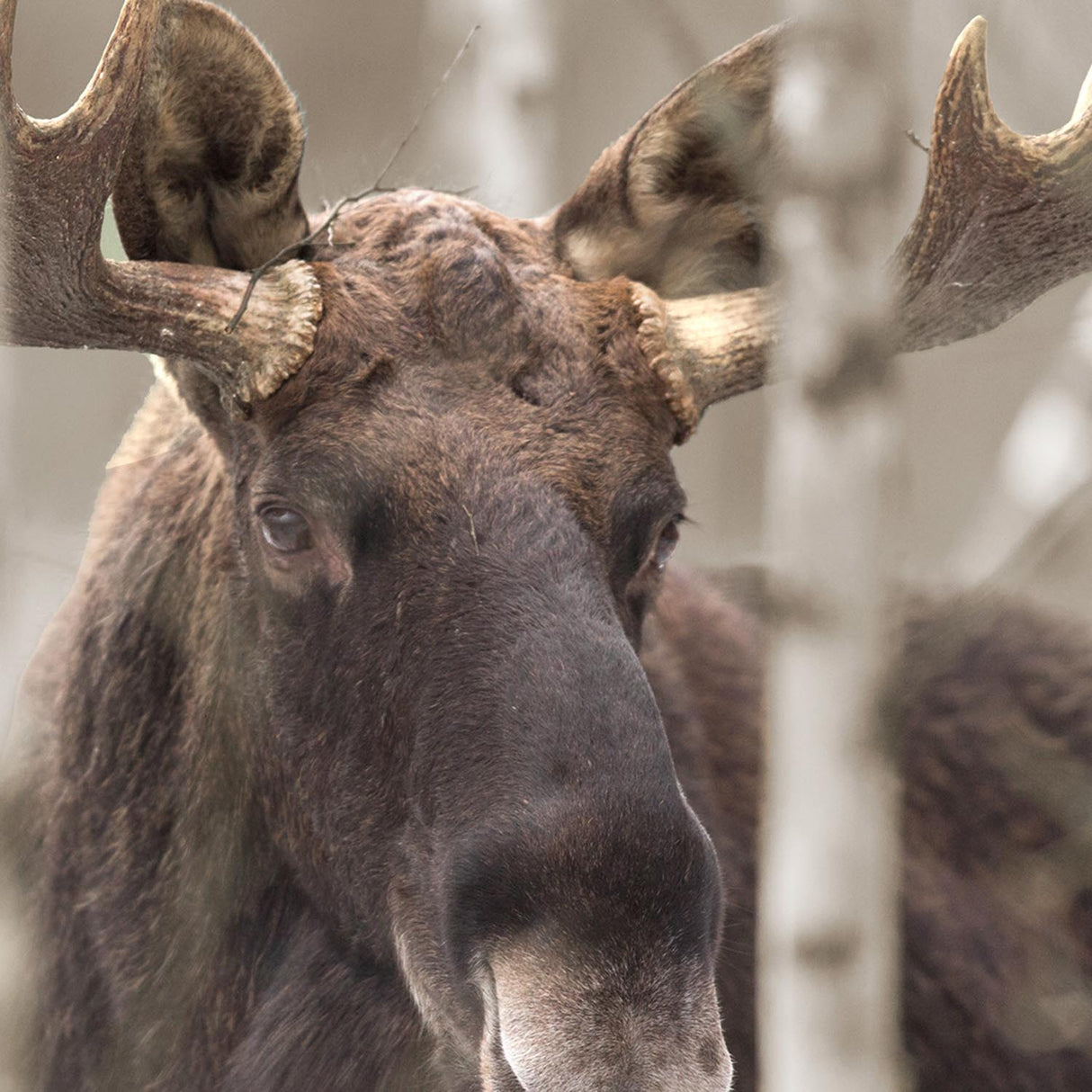 Swatch of the Moose II Wall Art