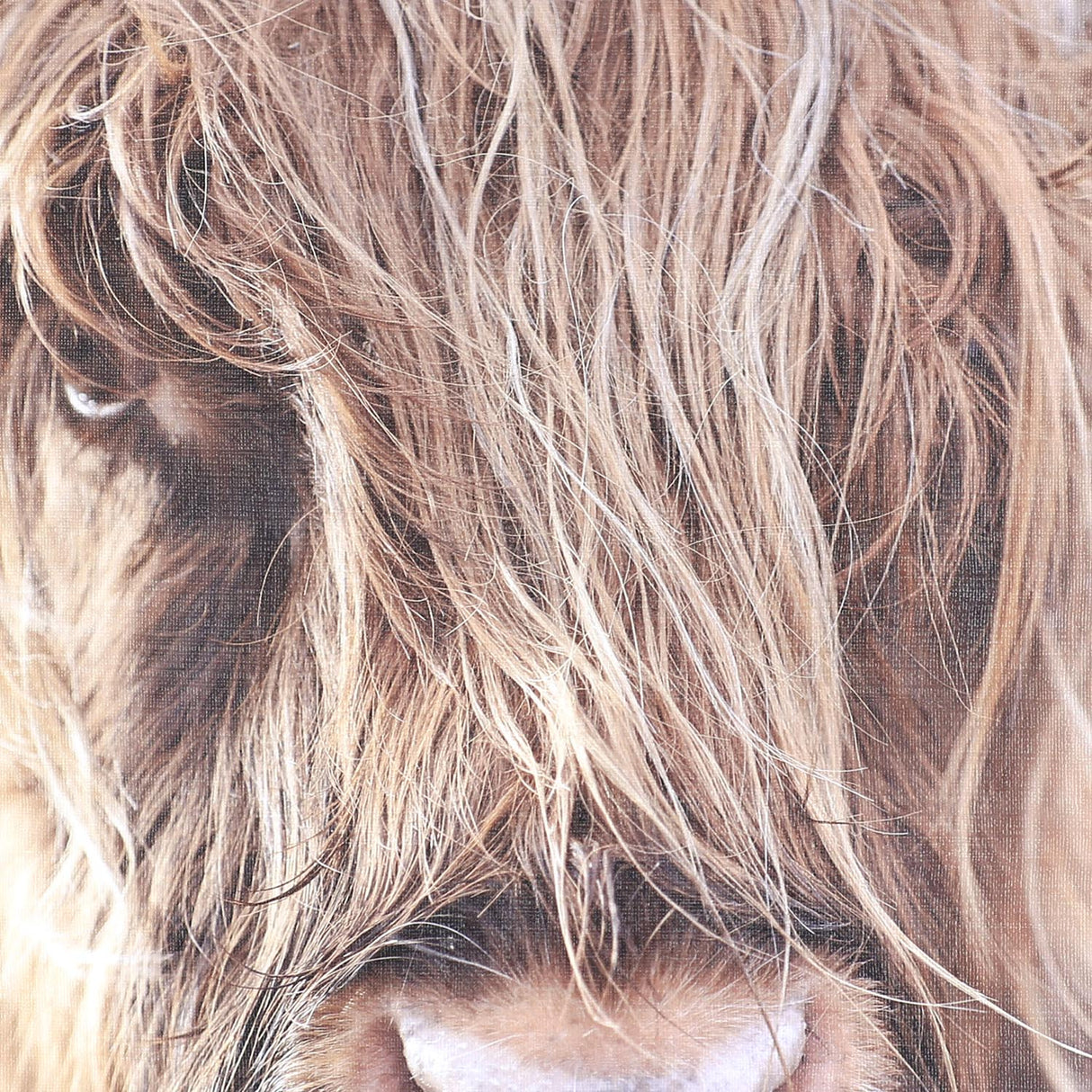 Swatch of the Angry Bull Wall Art