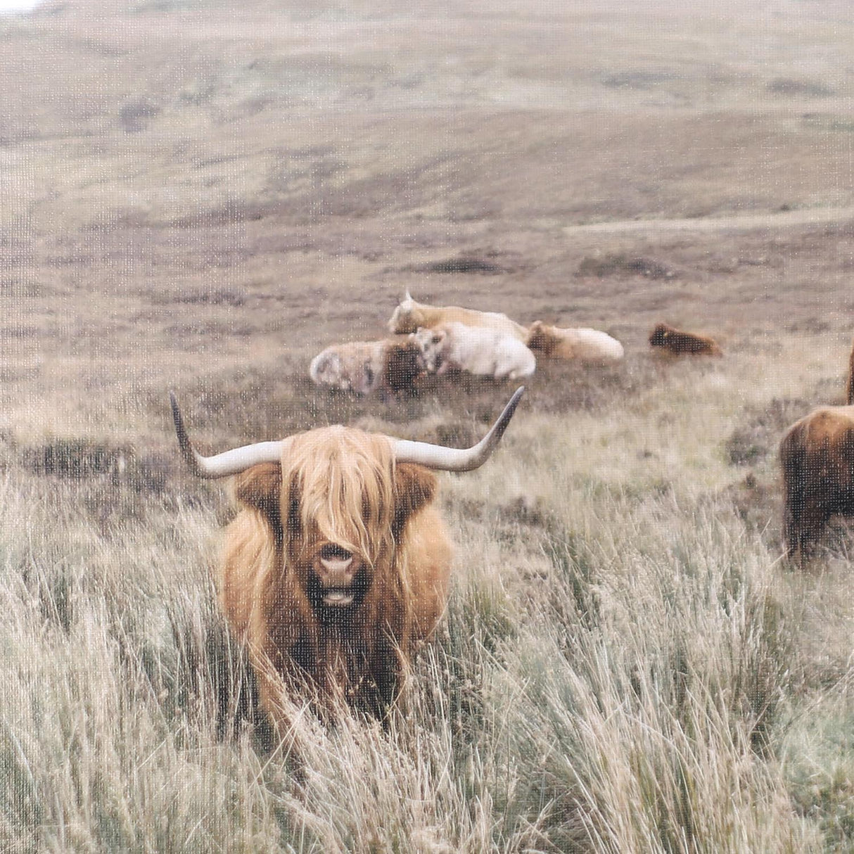 Swatch of the Herd Wall Art