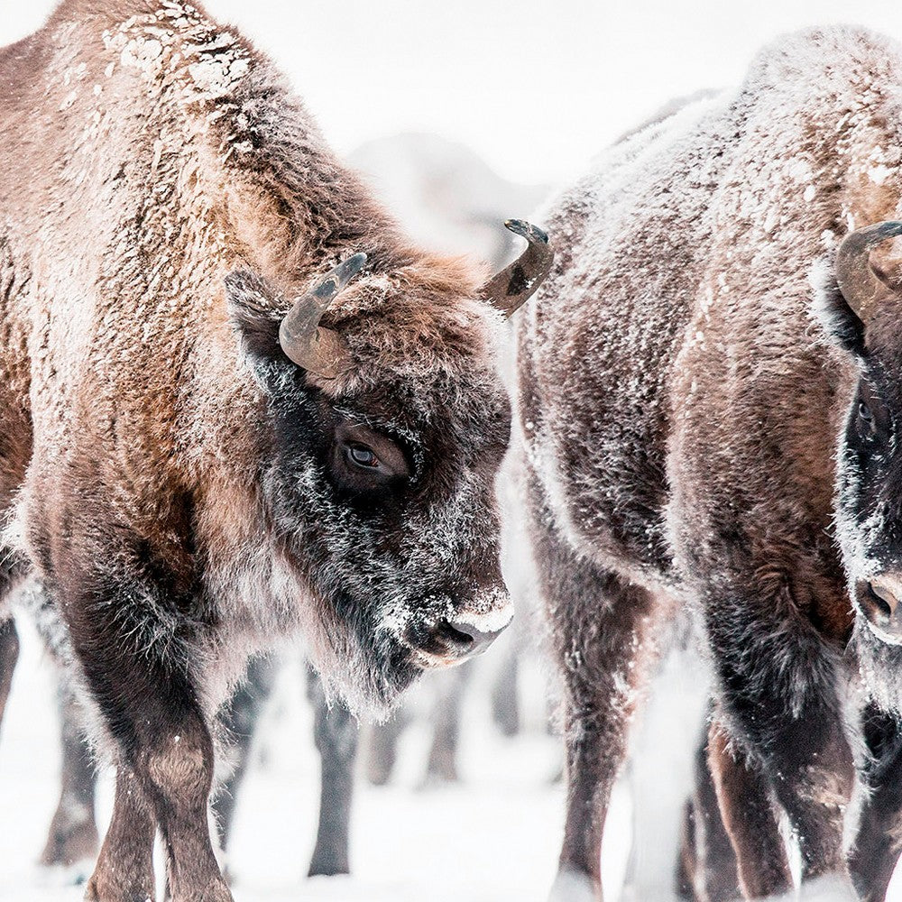 Swatch for the Winter Bison Wall Art