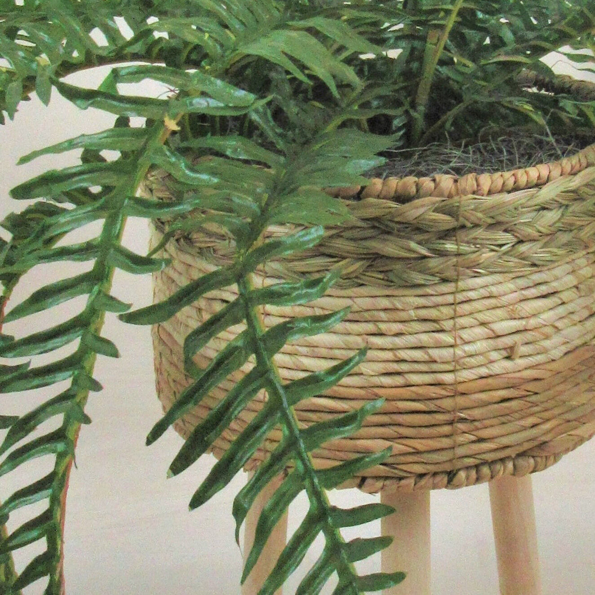 River Fern 40 Inch Greenery - QK1053542_LCGS_SW1_SW