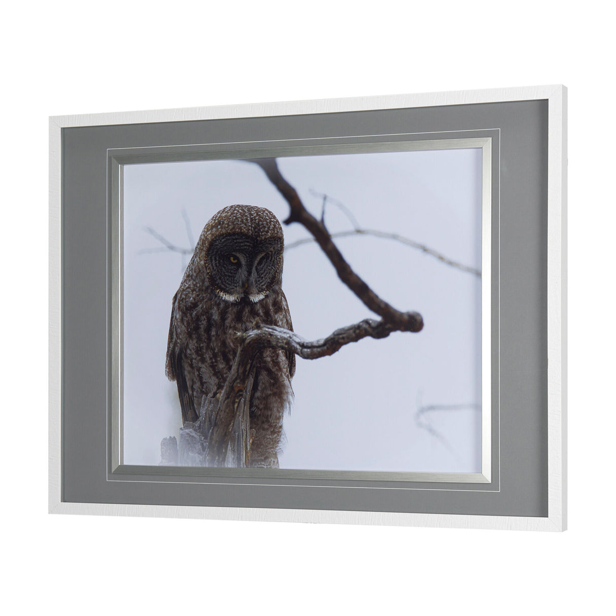 Owl Wall Art - QK1060985_MEFD_LF1_RM