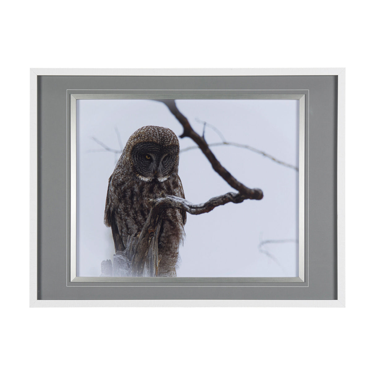 Owl Wall Art - QK1060985_MEFD_PRI_OL