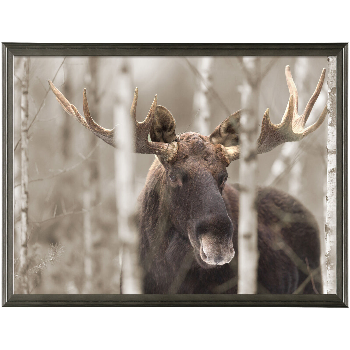 Moose II Wall Art - QK1062807_NORH_PRI_OL