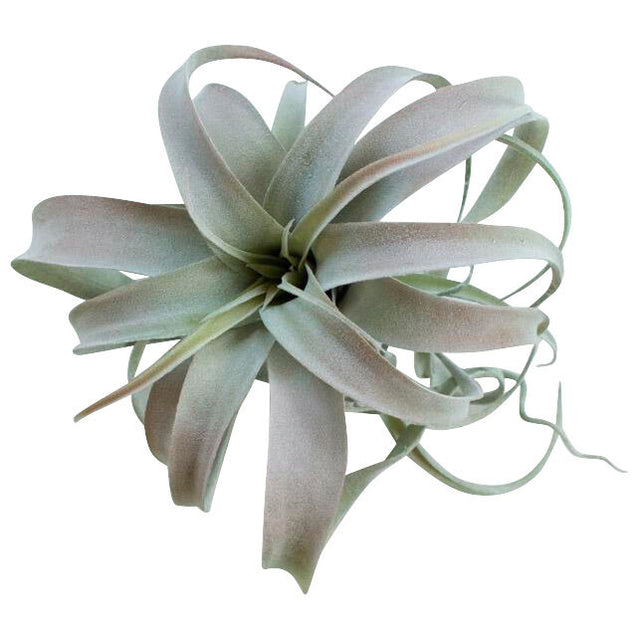 Botanical Large Tillandsia Greenery - QK1066720_KALA_PRI_OL