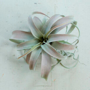 Botanical Large Tillandsia Greenery - QK1066720_KALA_SW1_SW