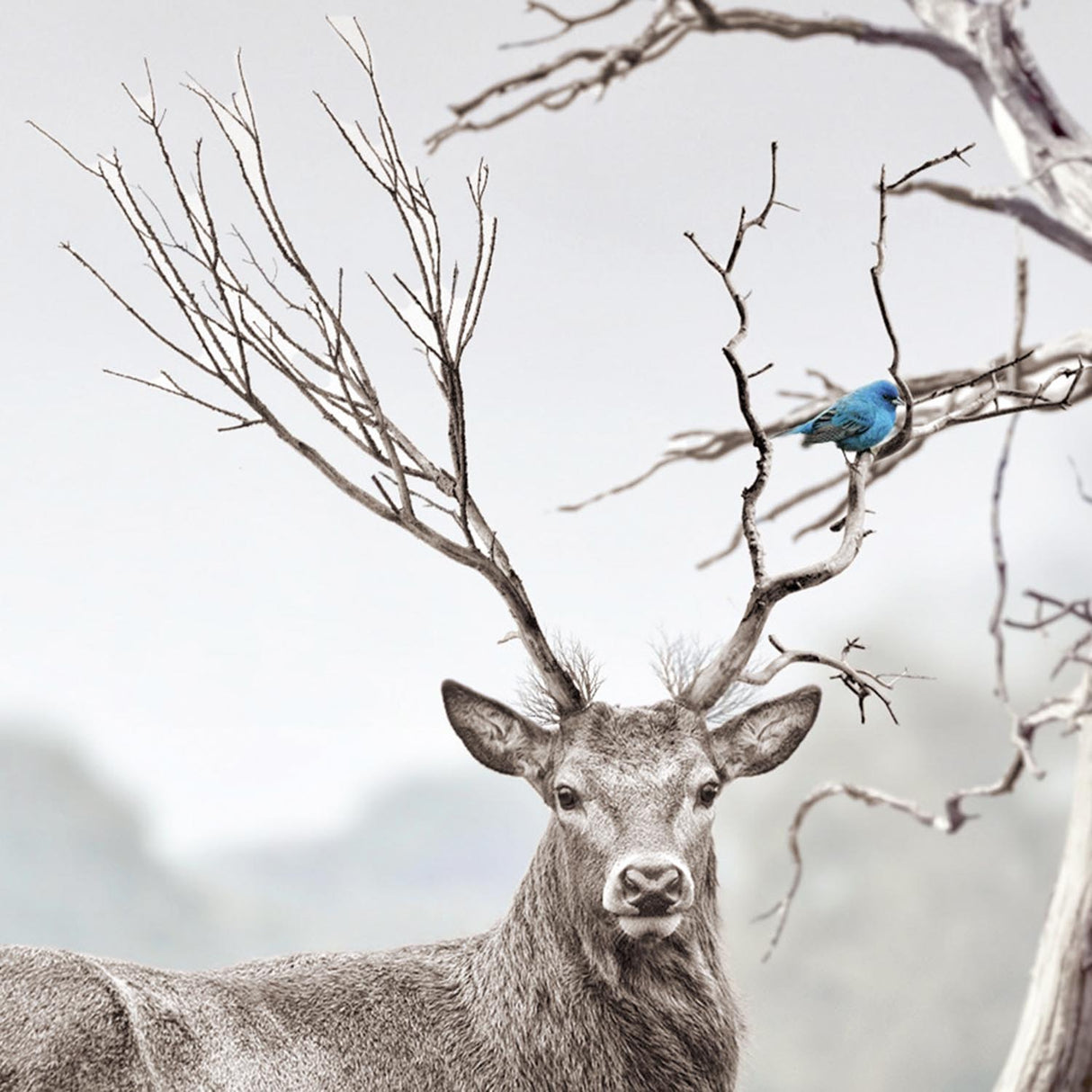 Swatch of the Alert Deer Wall Art