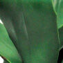 Agave 12 Inch Deco Cement Pot