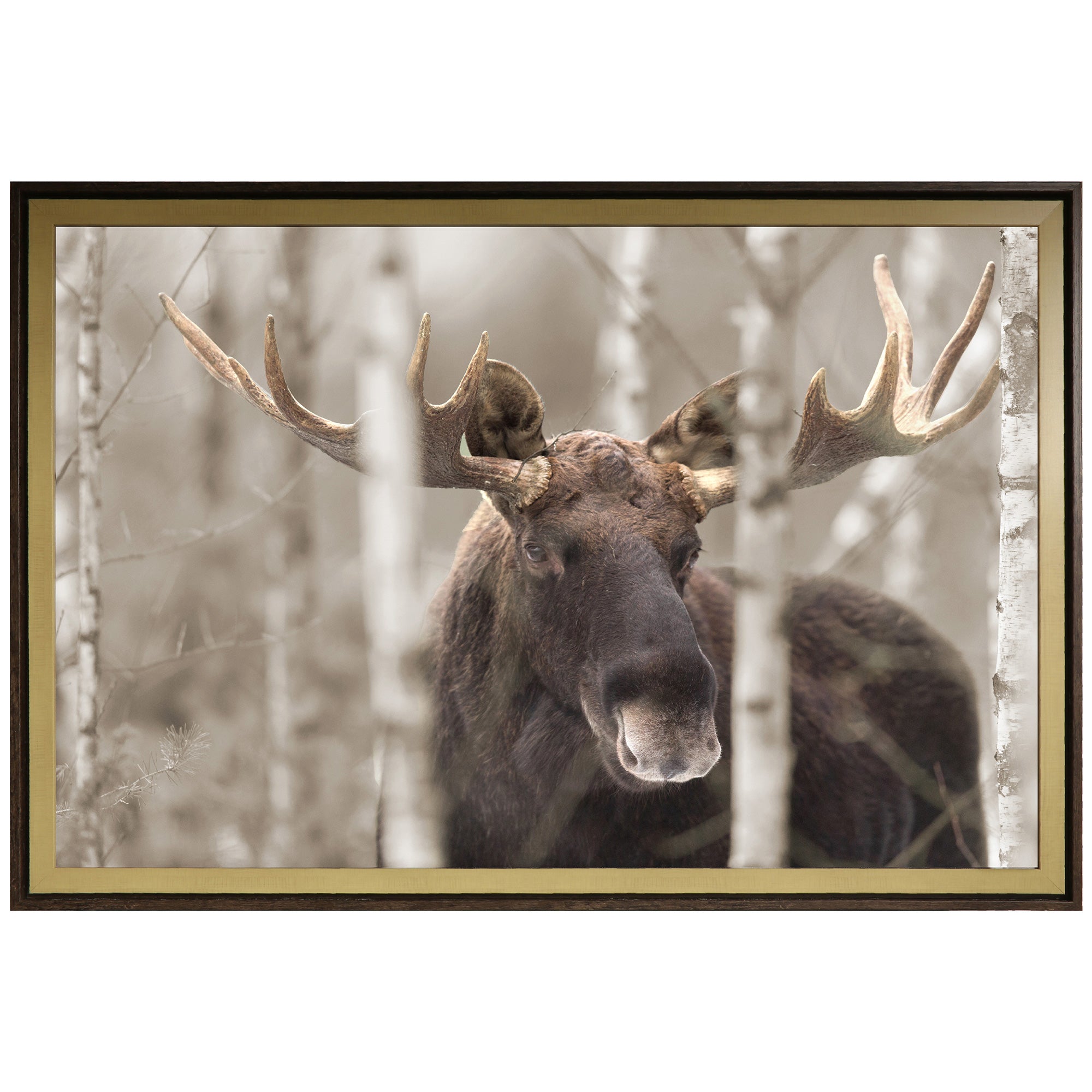 Moose Horn Wall Art