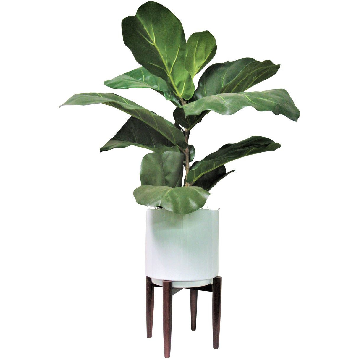 Fig 40 Inch Greenery - QK1053545_LCGS_PRI_OL