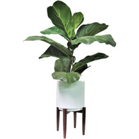 Fig 40 Inch Greenery - QK1053545_LCGS_PRI_OL