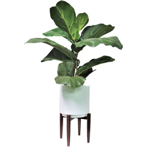 Fig 40 Inch Greenery - QK1053545_LCGS_PRI_OL