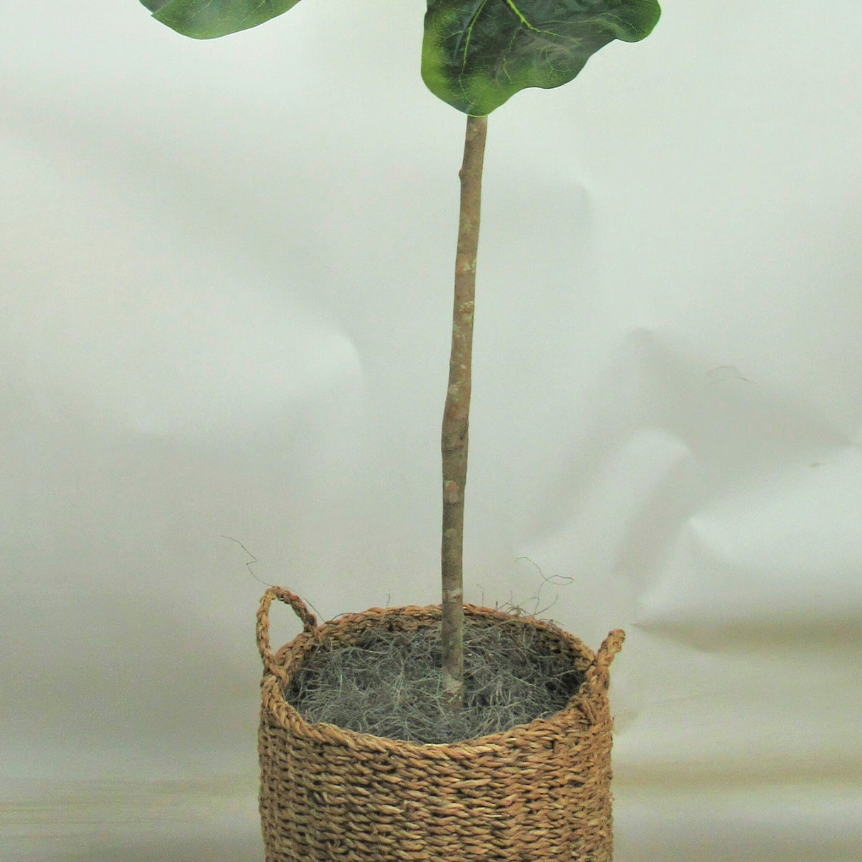 Fig Tree 5 Foot Greenery - QK1053549_LCGS_SW1_SW