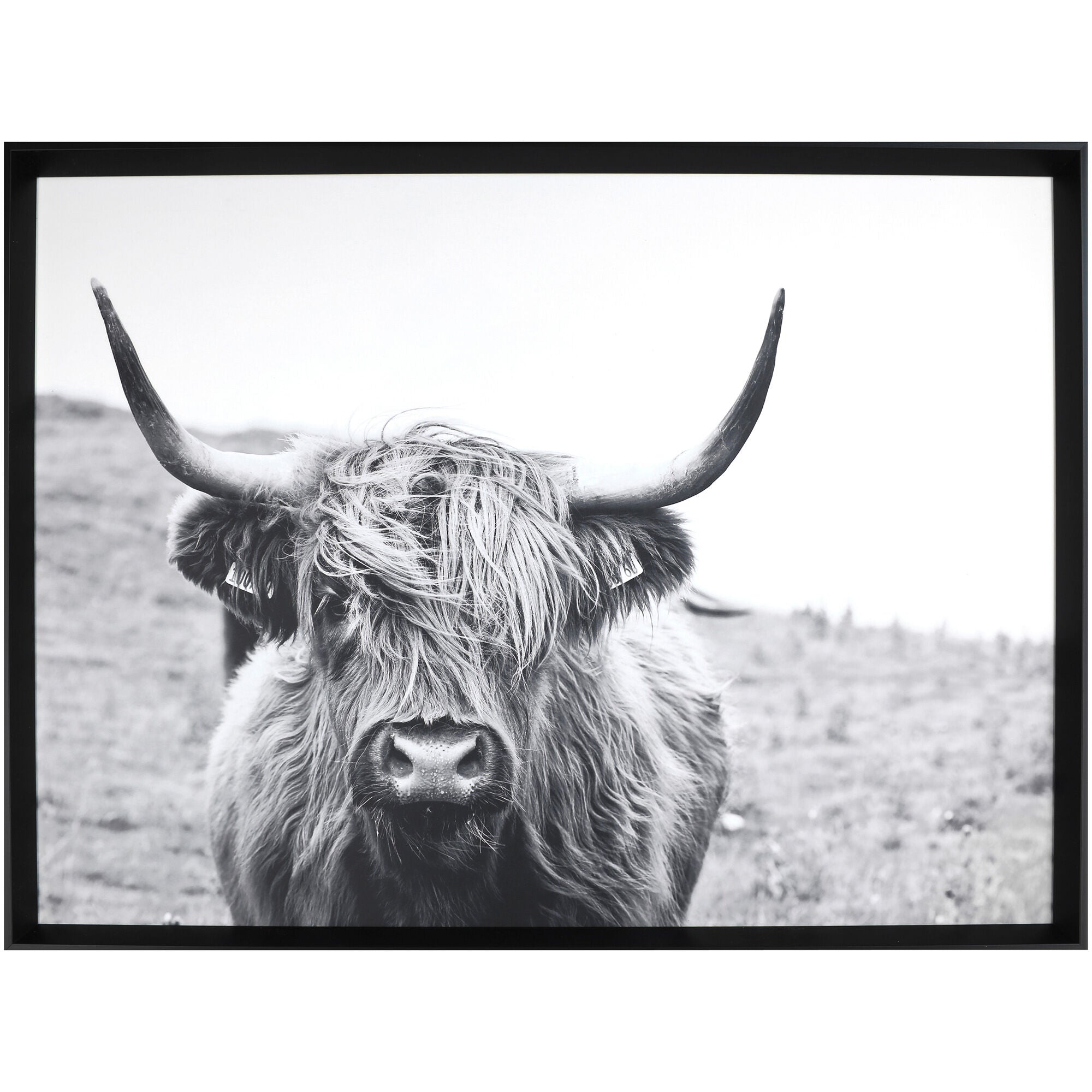 Staring Gaze Bull Wall Art
