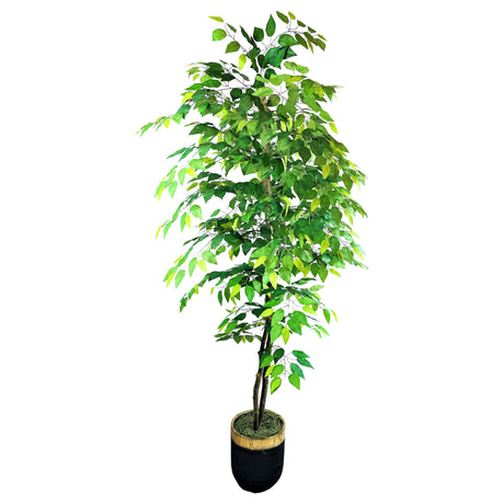 Ficus 6 Foot Tree - QK1062985_LCGS_PRI_OL