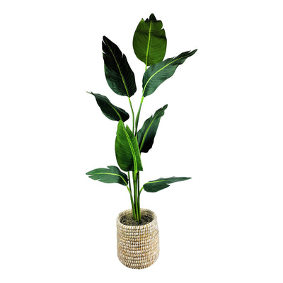 Travelers Palm 5 Foot Basket