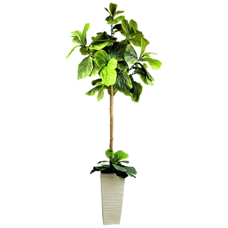 Fig Tree 6 Foot Planter - QK1062987_LCGS_PRI_OL