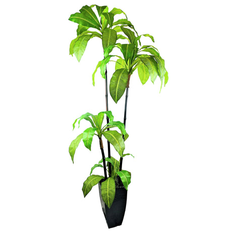 Birdsnest 6.5 Foot Tree - QK1062988_LCGS_PRI_OL