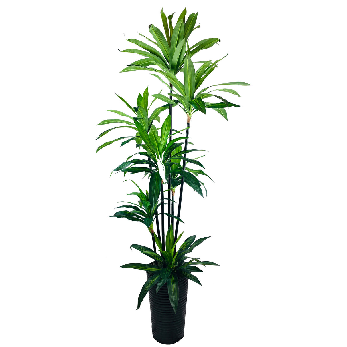 Dracaena Deluxe 7 Foot Tree - QK1062989_LCGS_PRI_OL