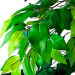 Dracaena Deluxe 7 Foot Tree - QK1062989_LCGS_SW1_SW