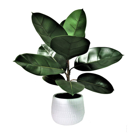 Rubber Plant 22 Inch Textured Pot - QK1062993_LCGS_PRI_OL