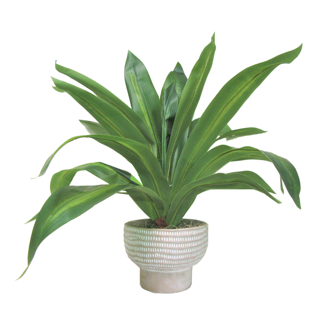Dracaena Plant In Cement Pot - QK1062994_LCGS_PRI_OL
