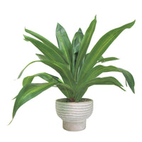 Dracaena Plant In Cement Pot - QK1062994_LCGS_PRI_OL