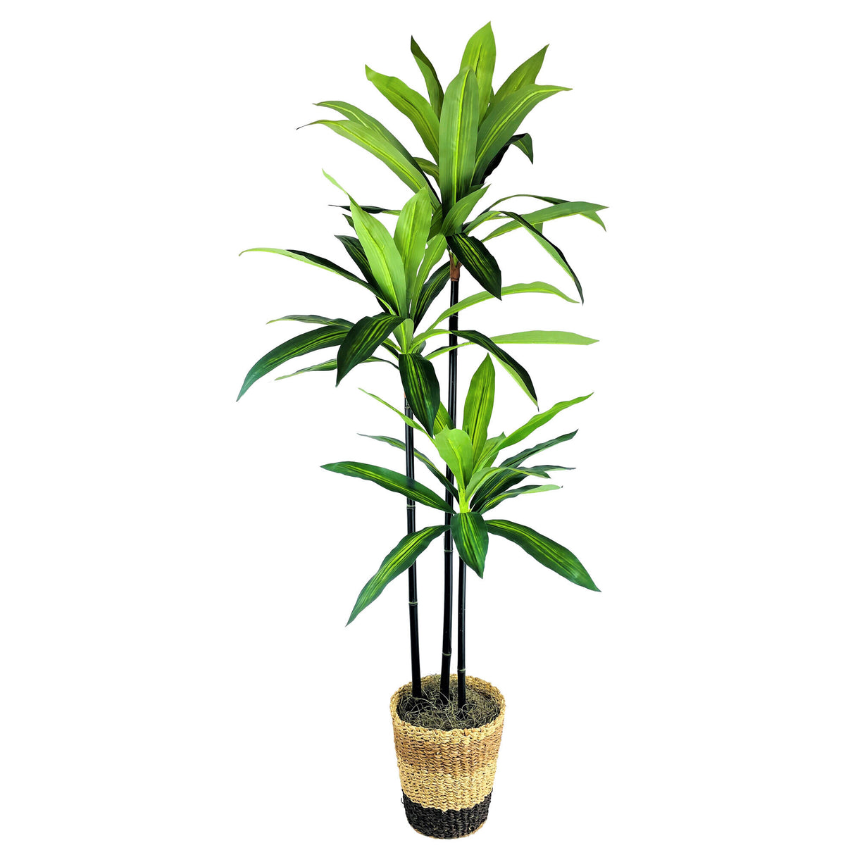 Dracaena Tree In Basket - QK1062999_LCGS_PRI_OL