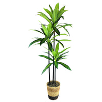 Dracaena Tree In Basket - QK1062999_LCGS_PRI_OL