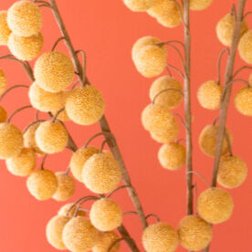 Botanical Stem Greenery - QK1066710_KALA_SW1_SW
