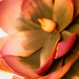 Botanical Rosette Greenery - QK1066713_KALA_SW1_SW