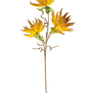 Botanical Dried Sunflowers Greenery - QK1066714_KALA_SW1_SW