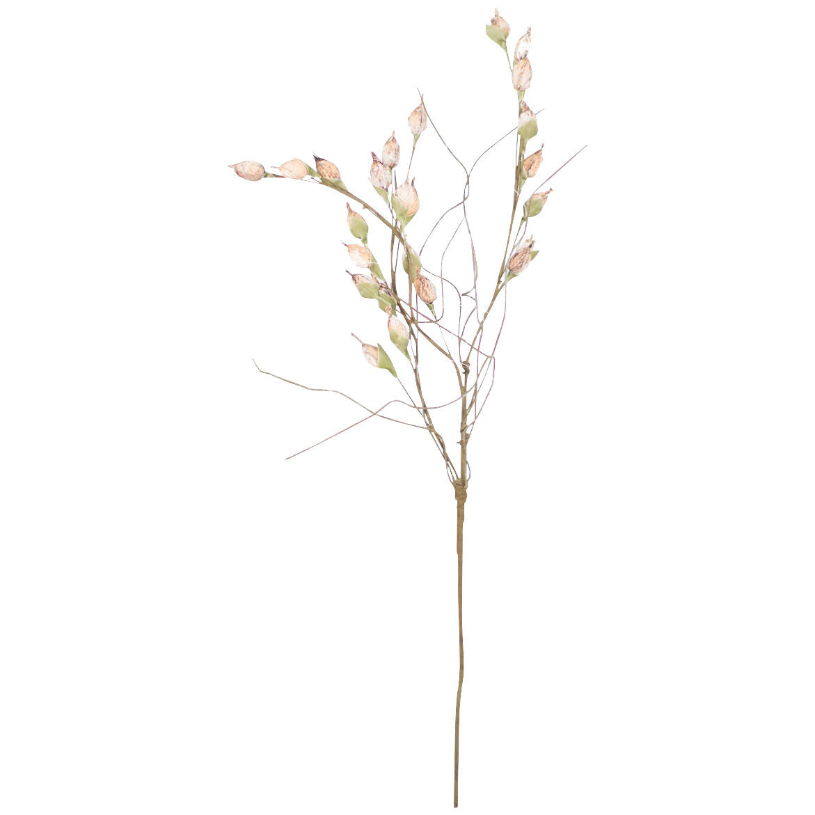 Botanical Seedlings Greenery - QK1066715_KALA_PRI_OL