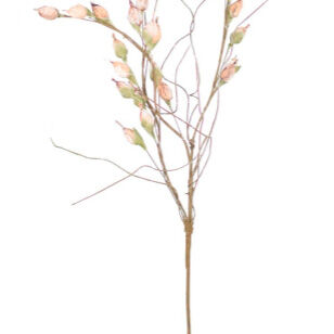 Botanical Seedlings Greenery - QK1066715_KALA_SW1_SW