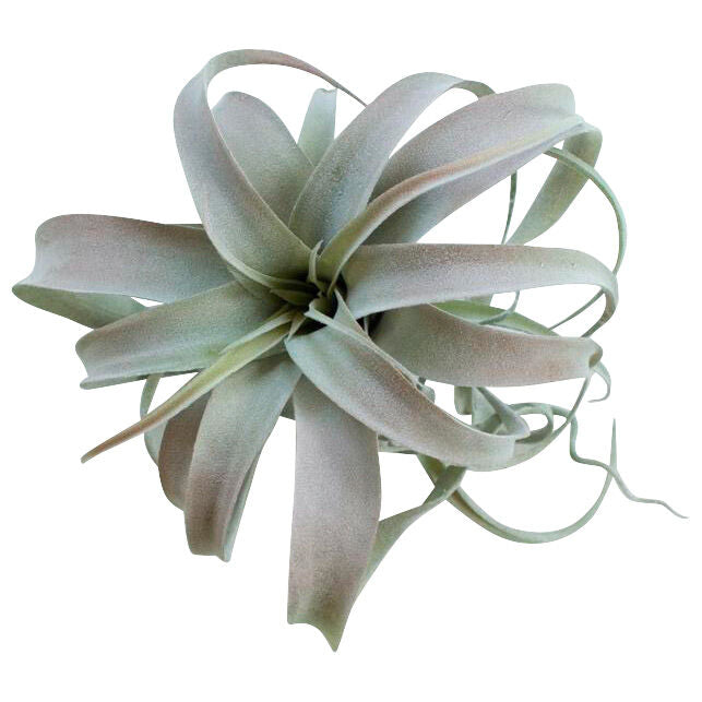 Botanical Large Tillandsia Greenery - QK1066720_KALA_PRI_OL