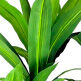 Botanical Heneken Stem Greenery - QK1066722_KALA_SW1_SW