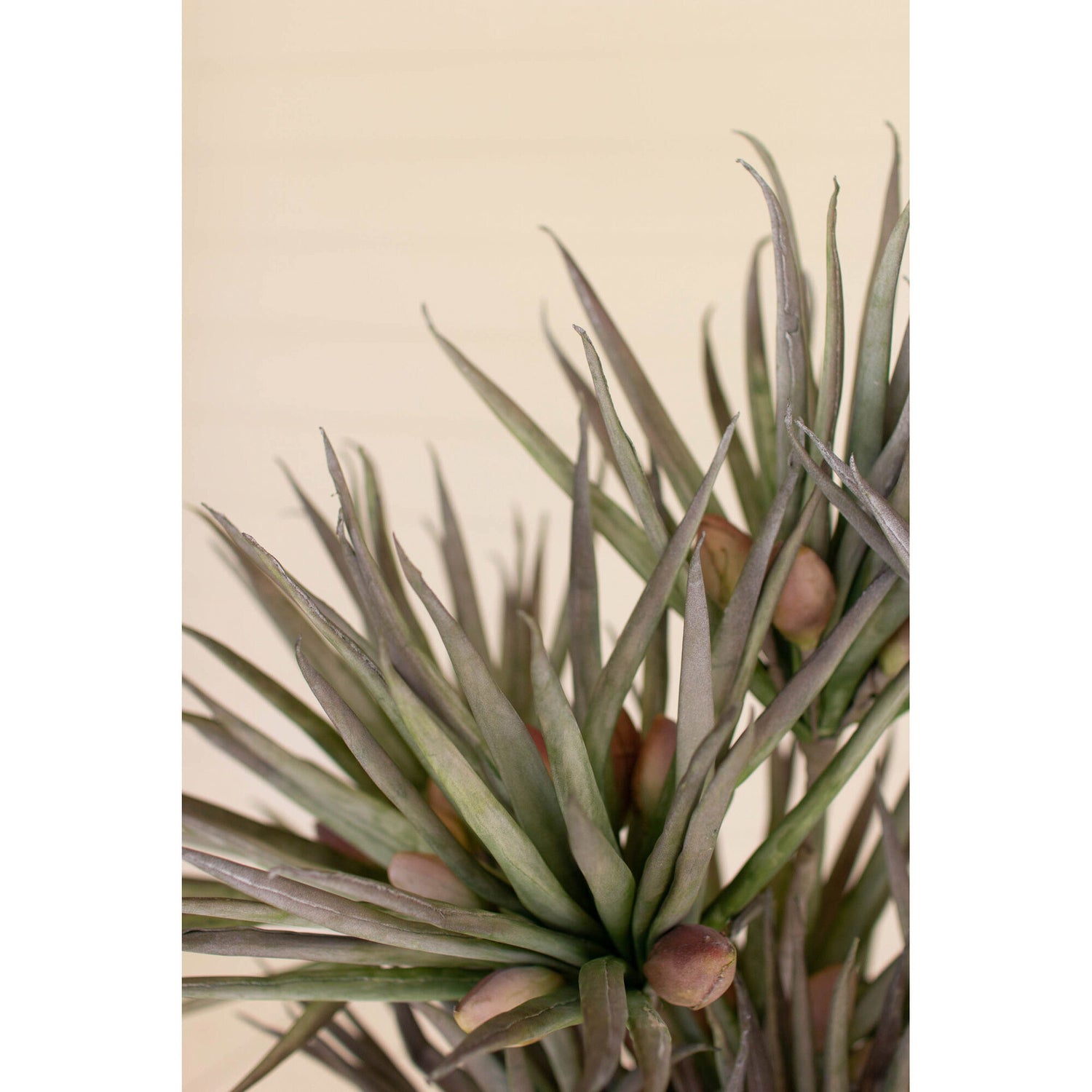 Botanical Palm Fronds Greenery - QK1066724_KALA_LF1_RM