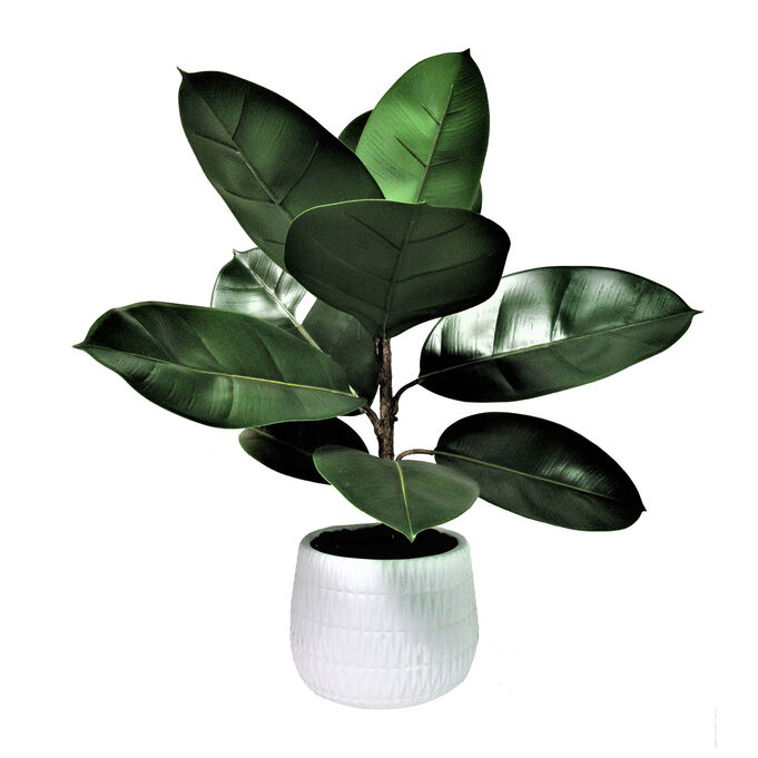 Rubber Plant 22 Inch Textured Pot