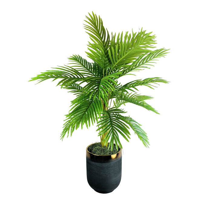 Palm 5 Foot Tree