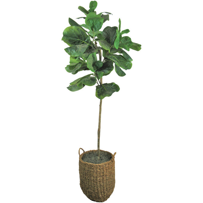 Lcg Sales | Fig Tree 5 Foot Greenery