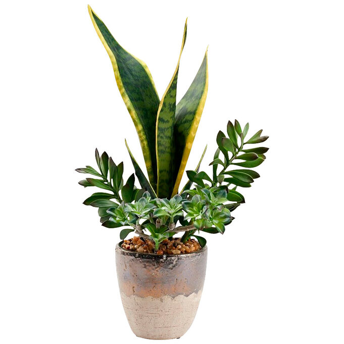 D&w Silks , Permanent Botanicals Green Snake Plant With Jade