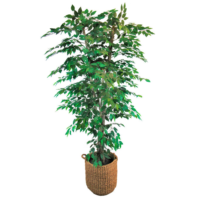 Clipped Ficus 7 Foot Basket